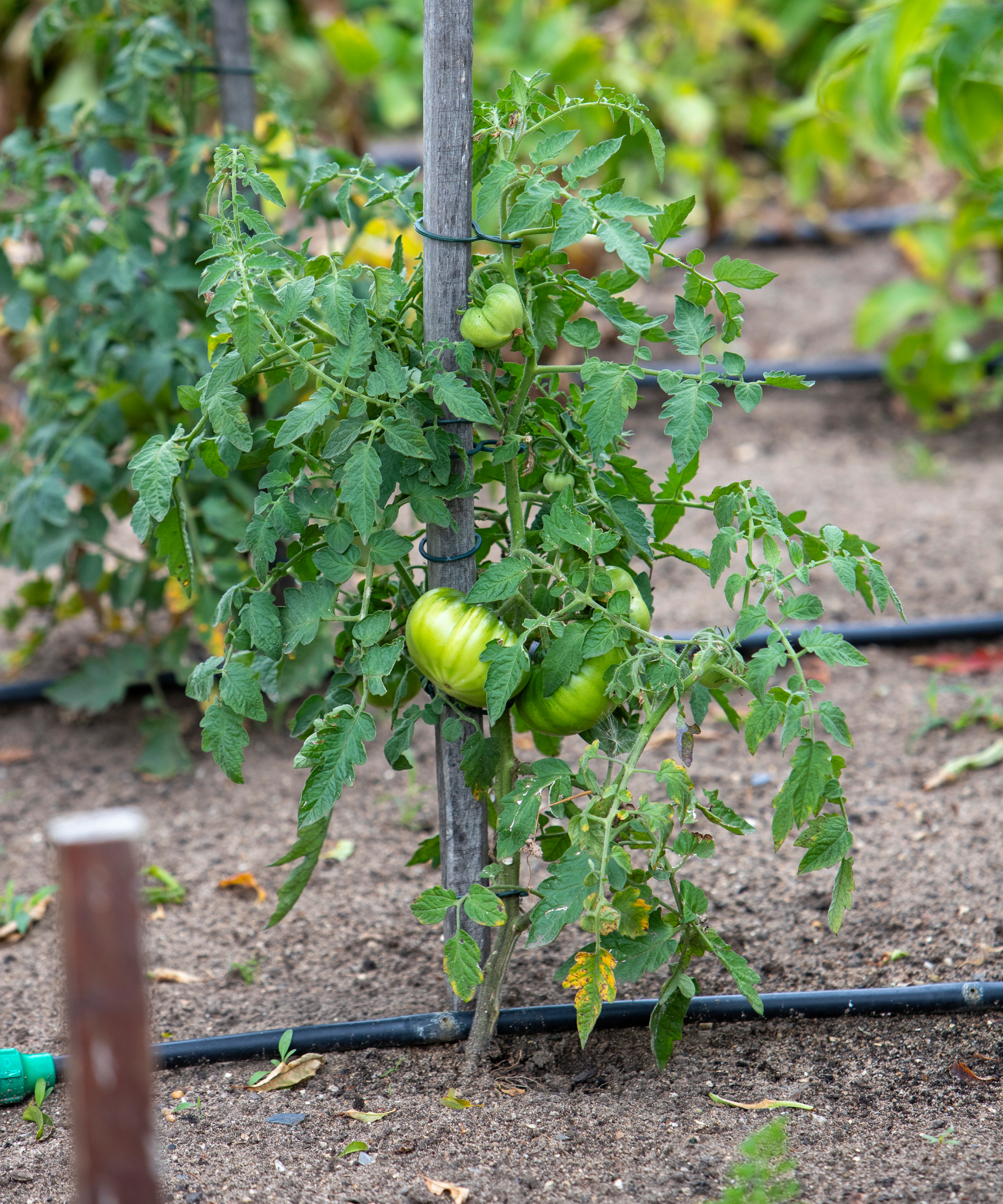 Tomato plants with drip irrigation