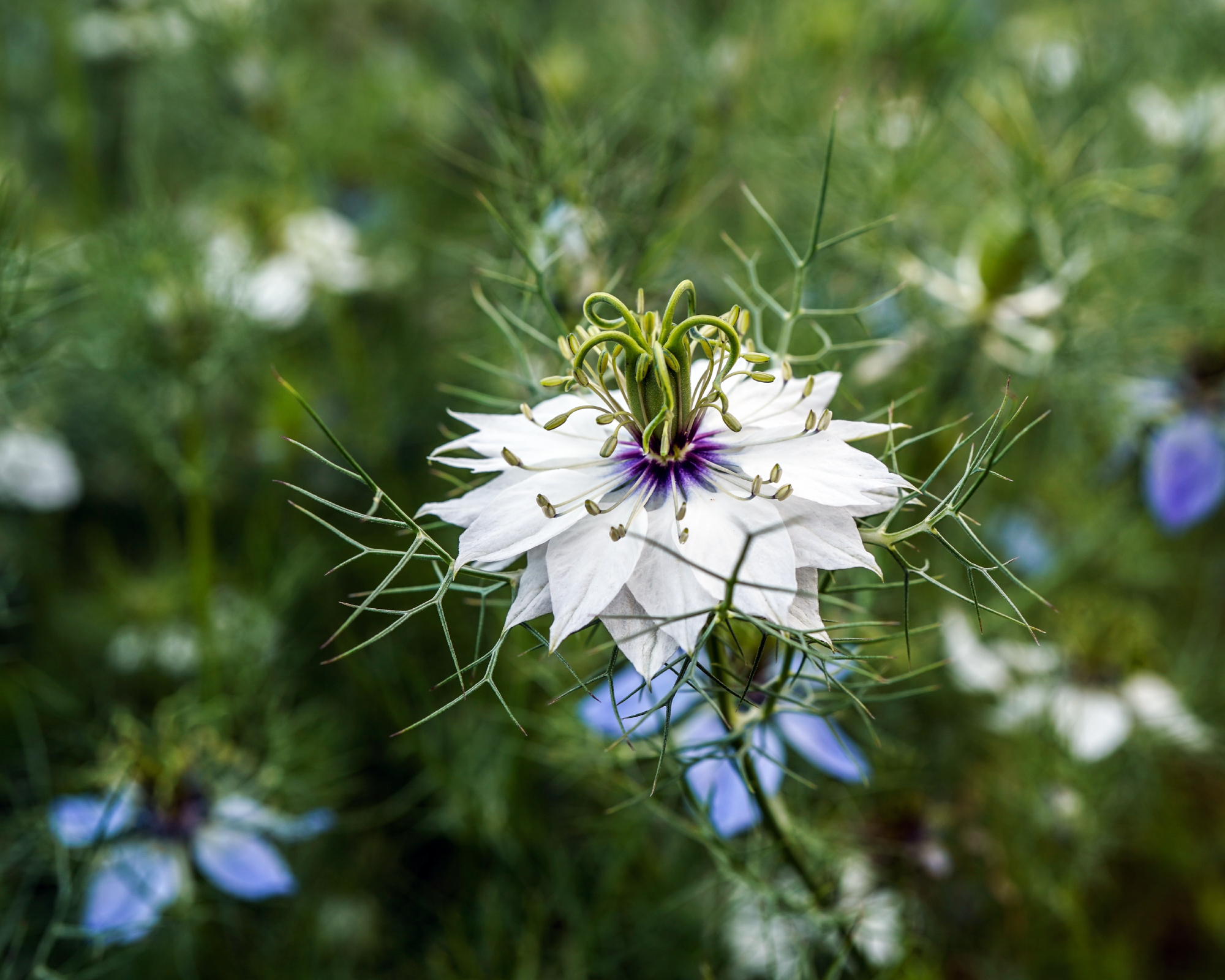 White nigella flower with blue and white flowers in the background. Love in a mist flowers