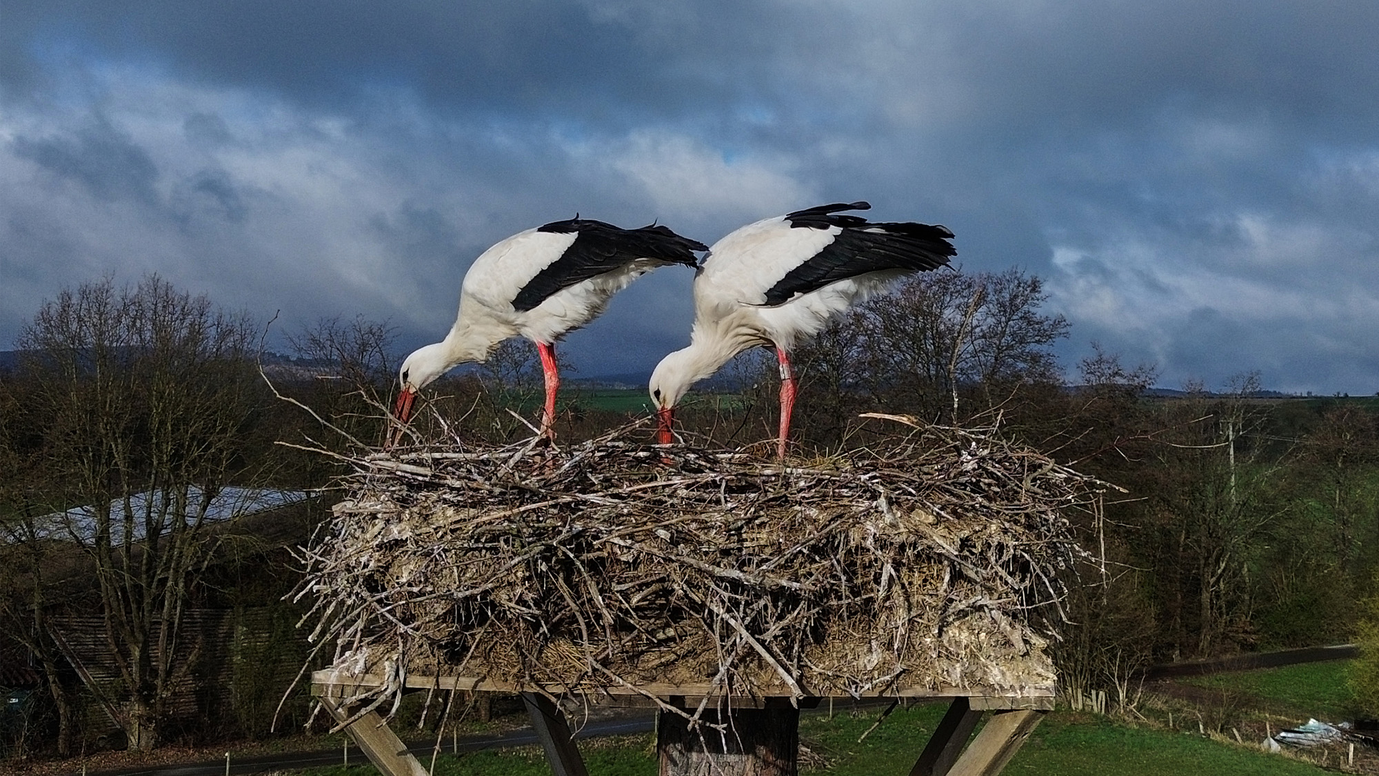 Storks put branches in their nest in Wehrheim, Germany