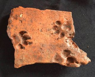 Ancient Puppy Paw Prints Found on Roman Tiles Live Science