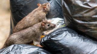 Rats on black trash bags