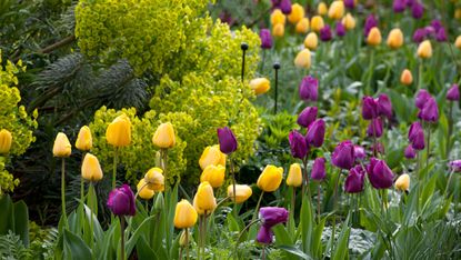 purple and yellow tulips planted in a garden