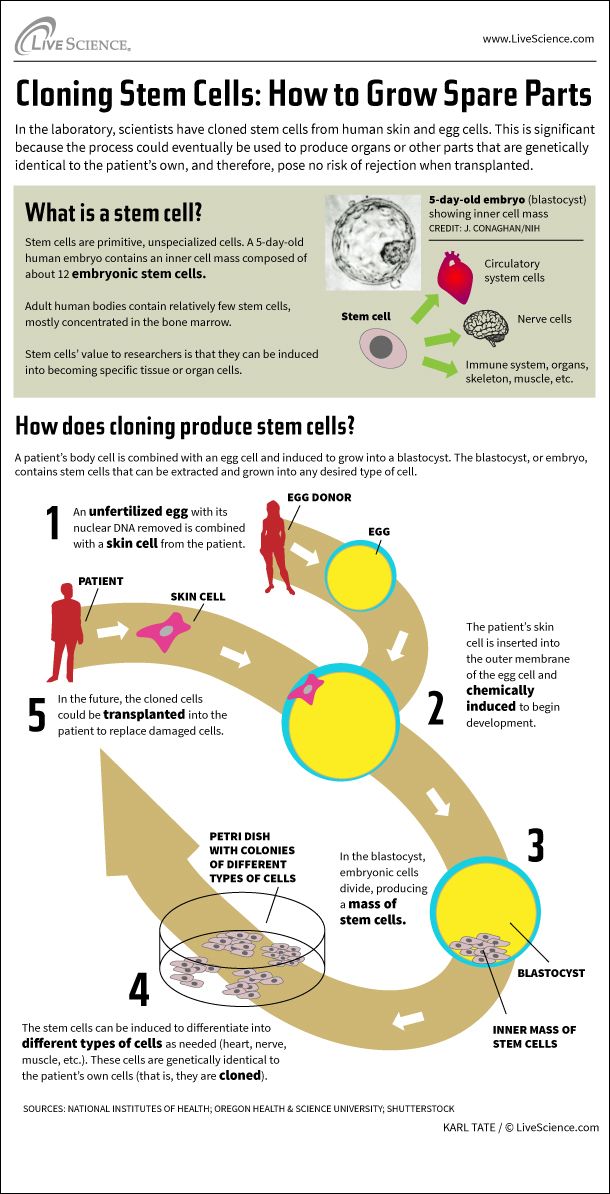 How Stem Cell Cloning Works (Infographic) | Live Science