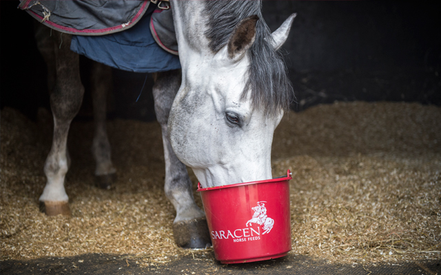 Horse-feeding-from-the-bucket