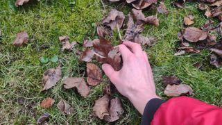 A hand picking up fallen leaves from a lawn