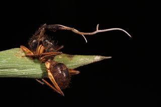 A carpenter ant (Camponotus atriceps) in the Brazilian Amazon is parasitized by Ophiocordyceps camponoti-atricipis.