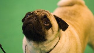 Pug competing in dog show