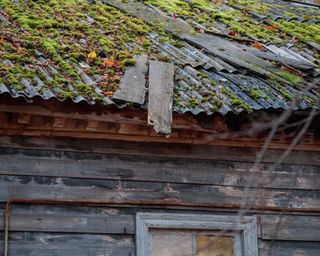 Moss covered wooden house roof in autumn
