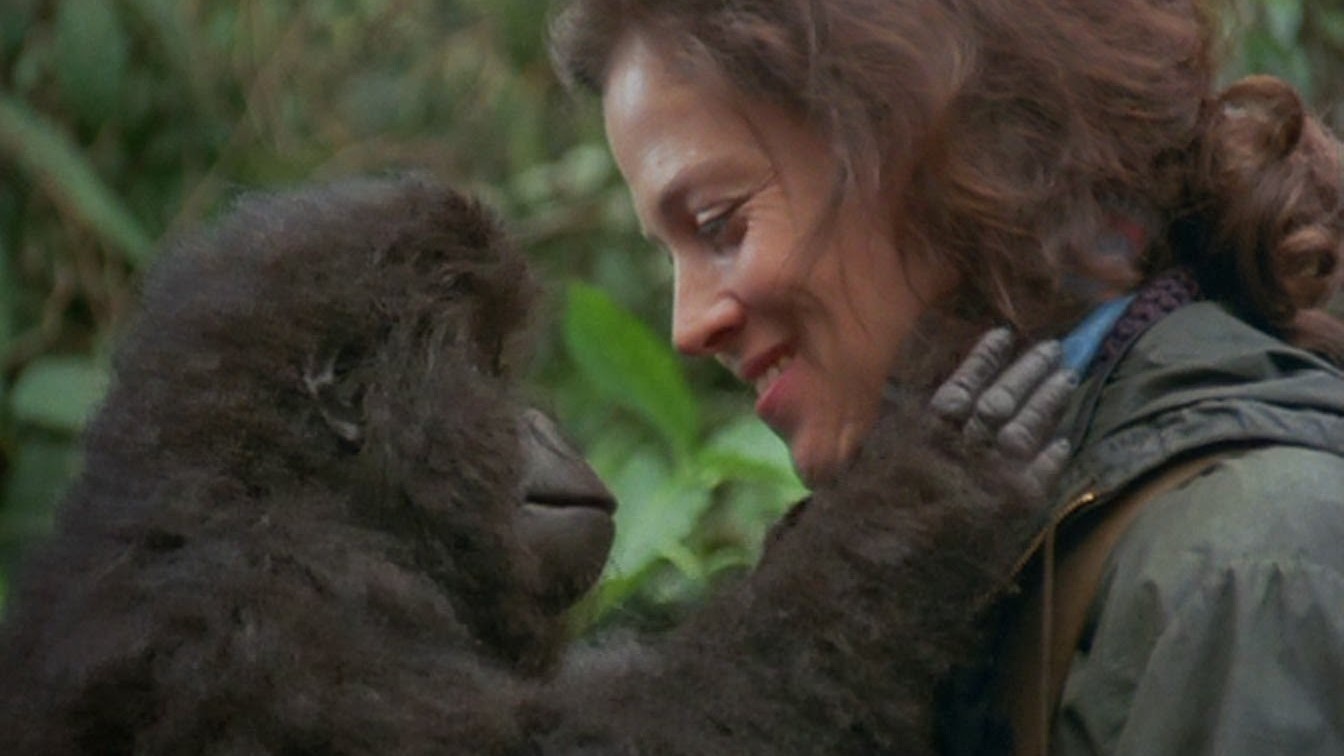 A still from the science biopic Gorillas in the Mist (1988).