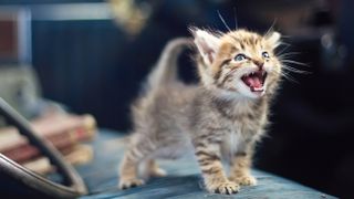 Kitten meowing