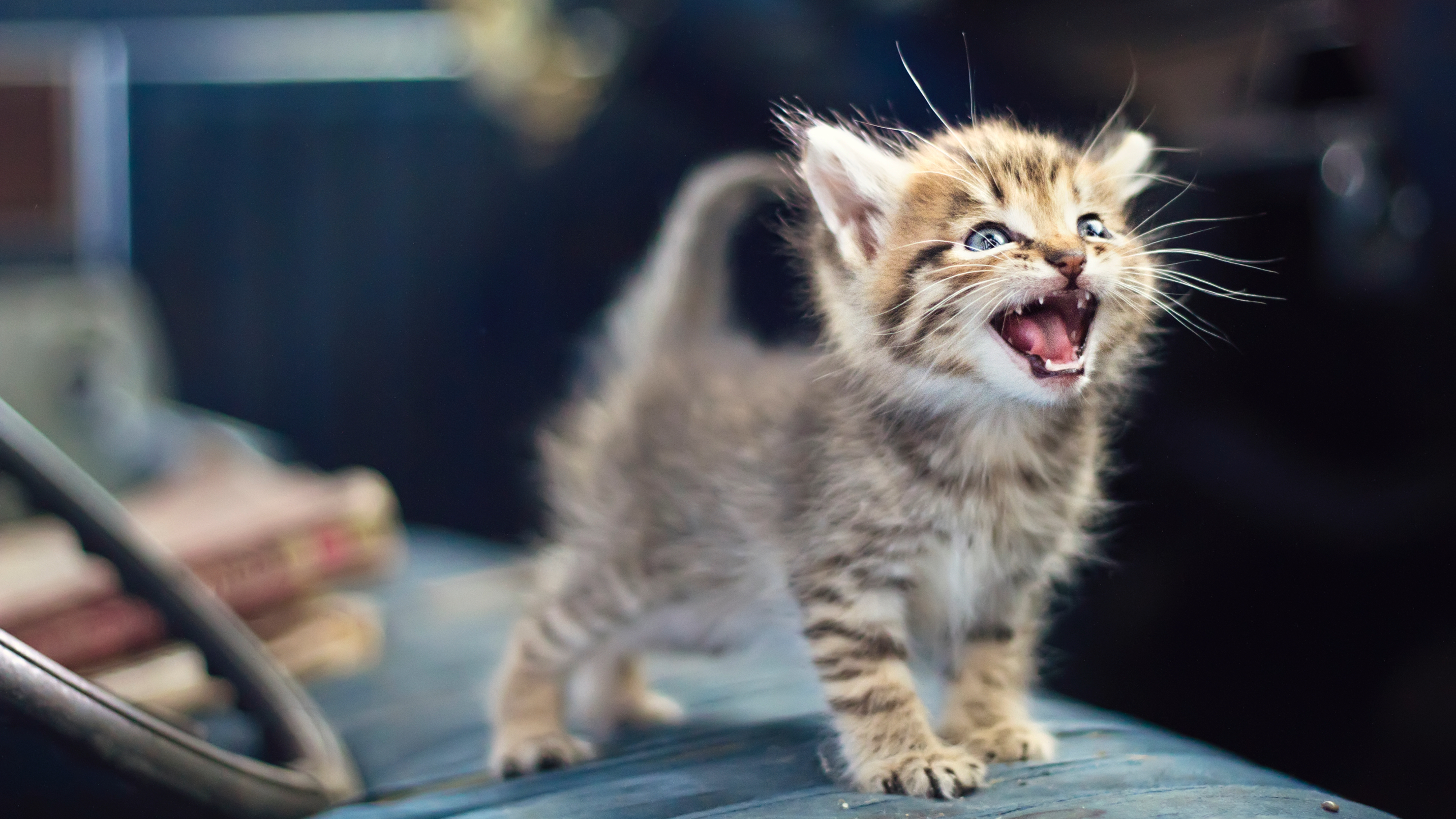 Kitten meowing