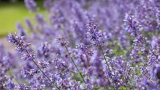 Catmint in pots