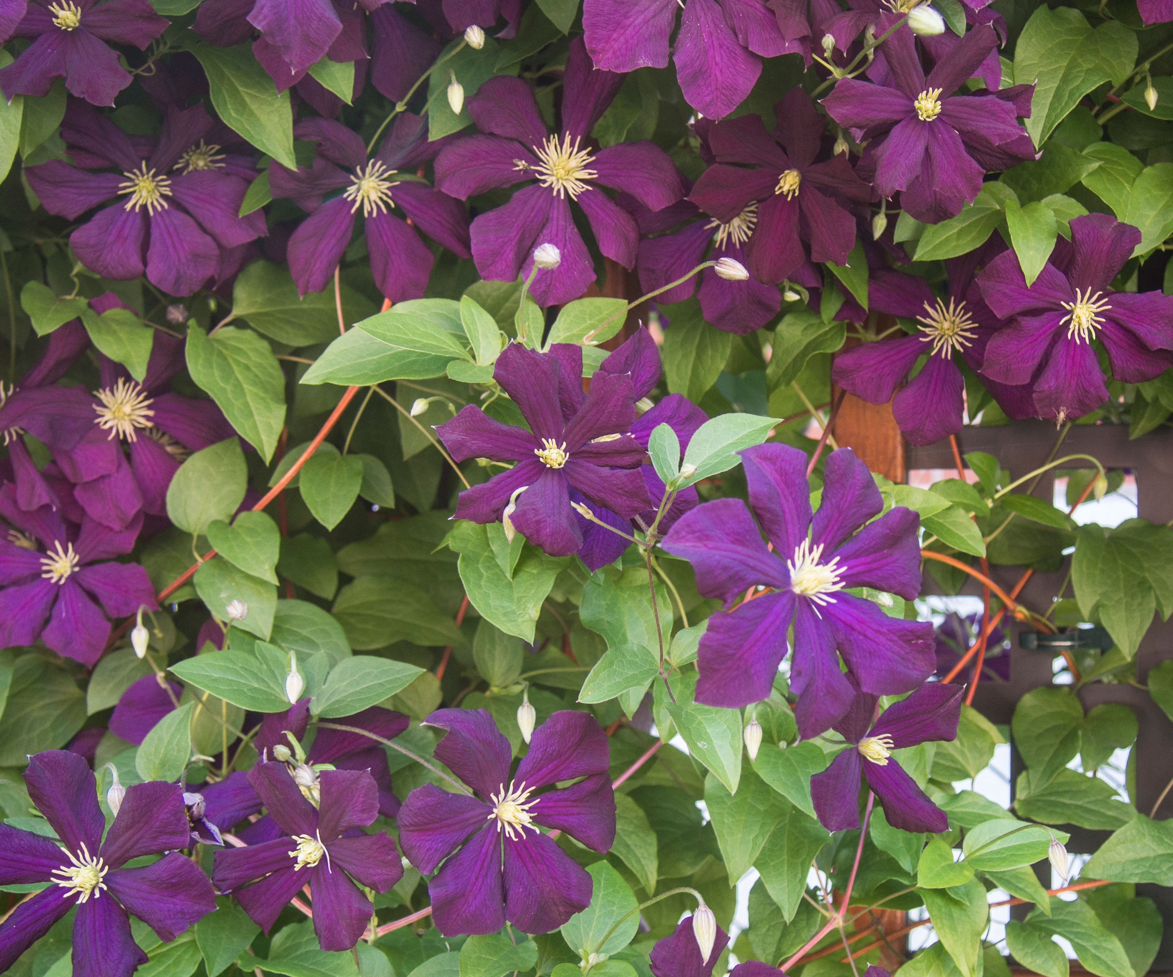 clematis Etoile Violette in bloom with deep purple flowers