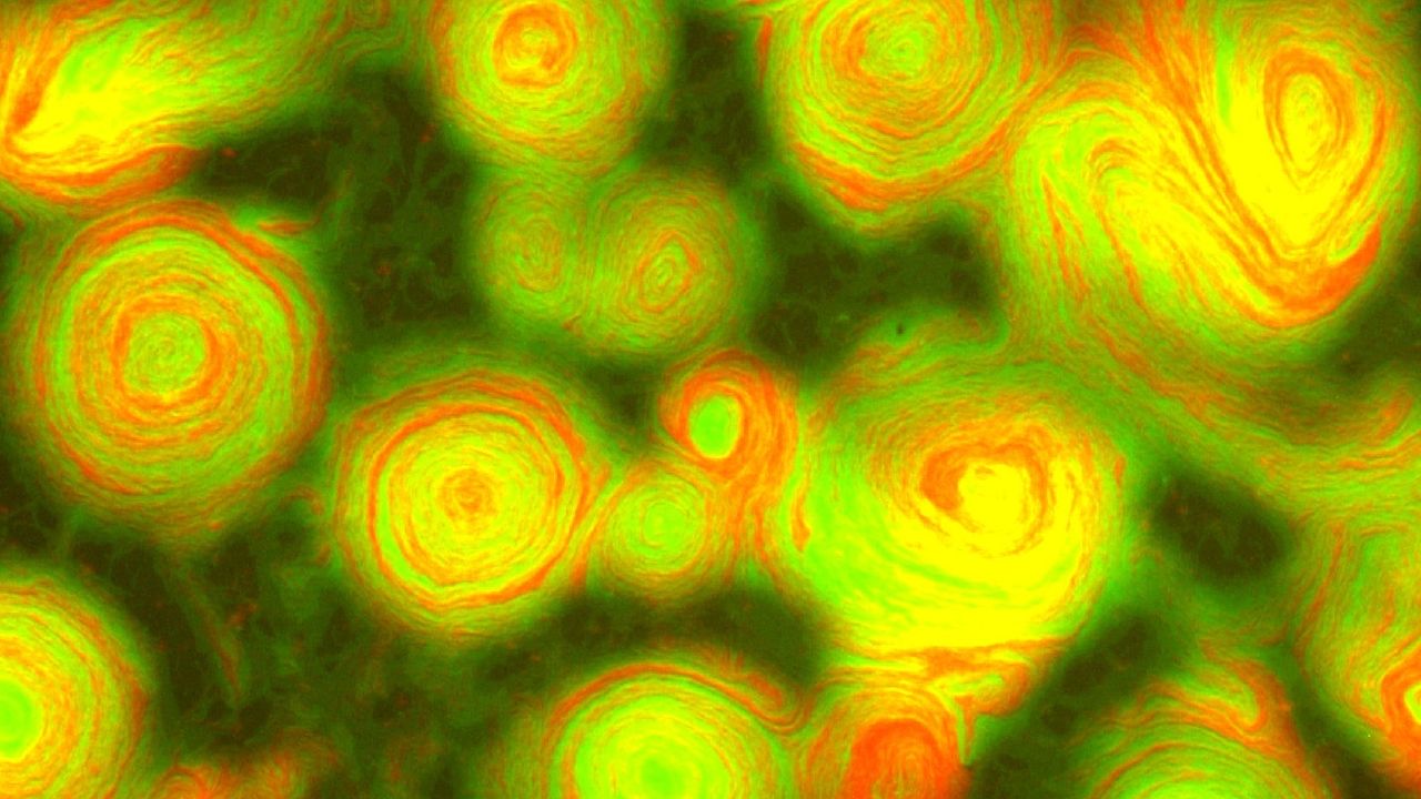 Image at four times magnification of an experimental mixture of myxobacteria from a strain that overexpresses TraAB and adheres to itself (green) and a strain that is non-adhesive and non-reversing (red).