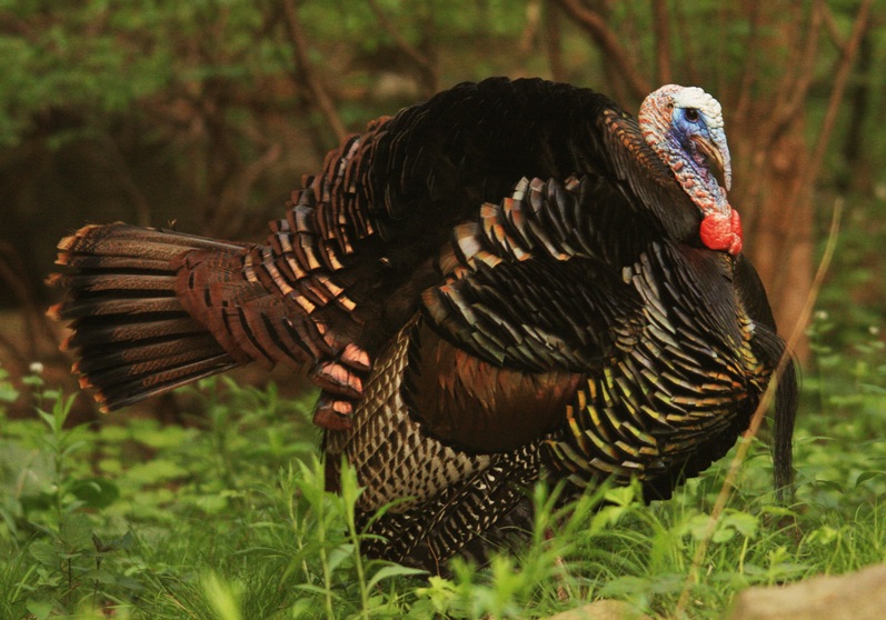 A turkey with a beard during breeding season.