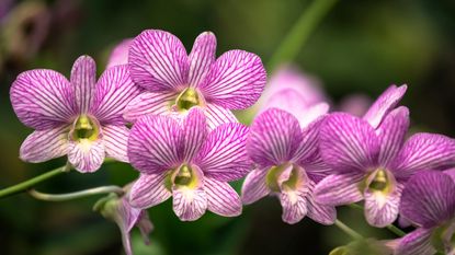 A striped pink orchid in closeup