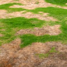 lawn with brown patches