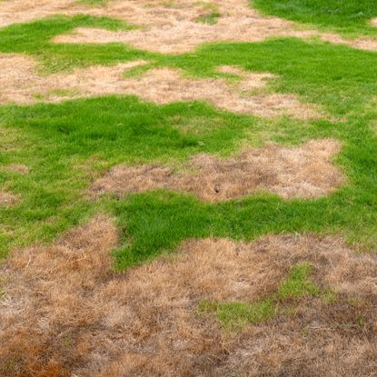 lawn with brown patches