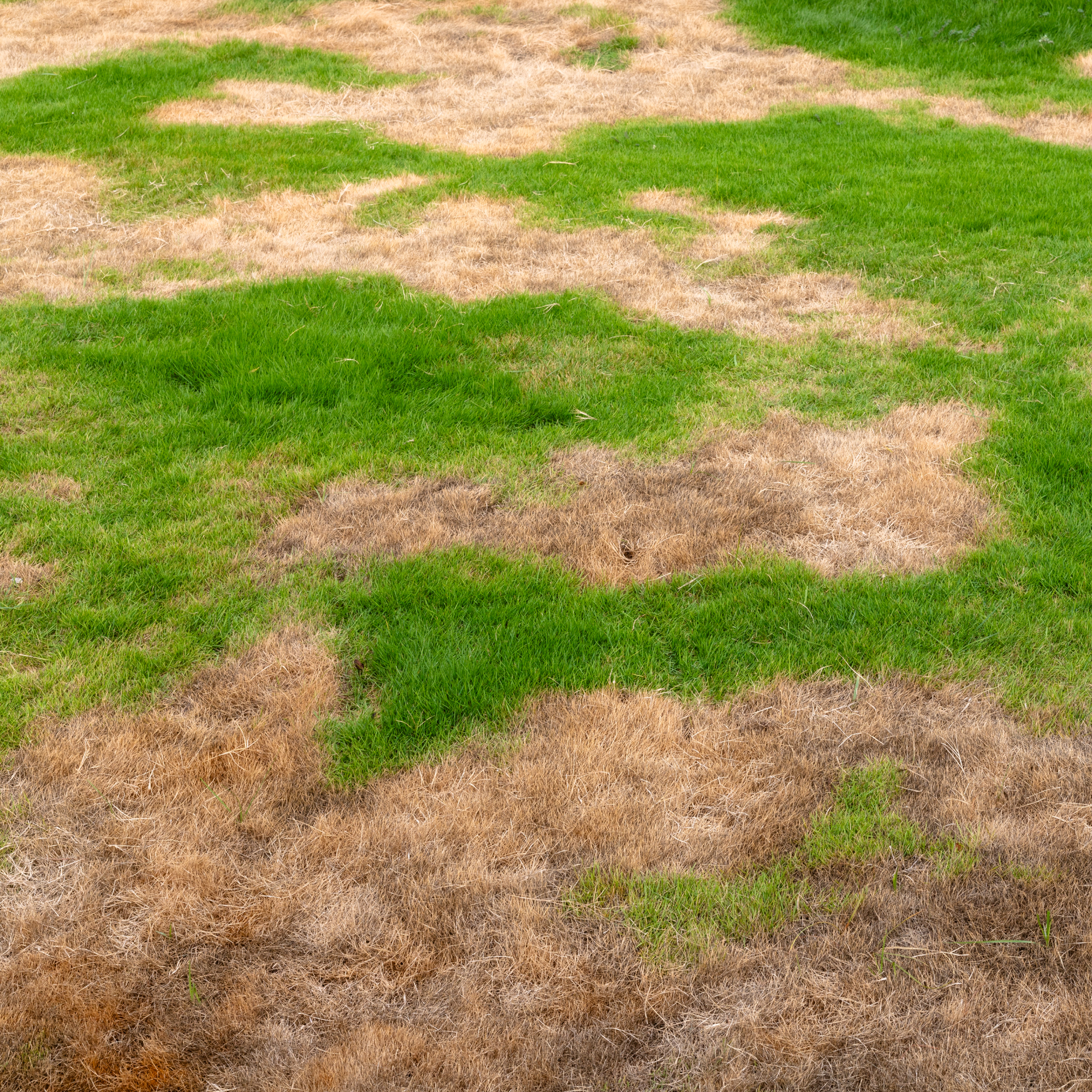 lawn with brown patches