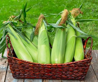 Basket of fresh ears of corn on a wooden table