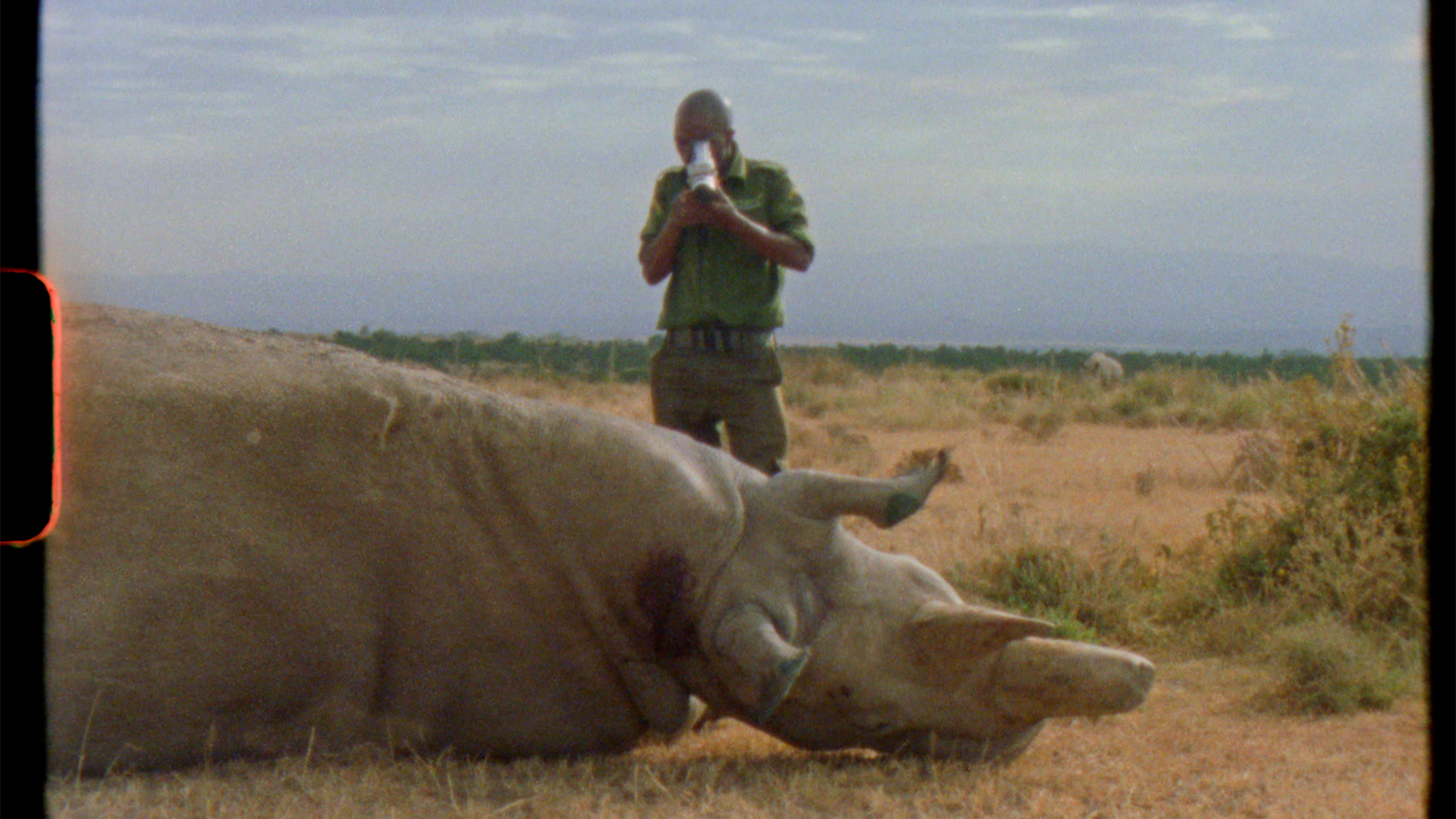 A man films a rhino that is lying down. 