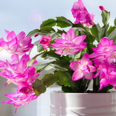 Thanksgiving cactus – Schlumbergera truncata in white pot