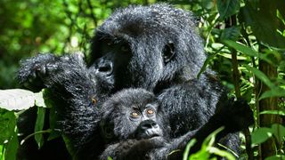 A female adult mountain gorilla sits with her baby among plants.