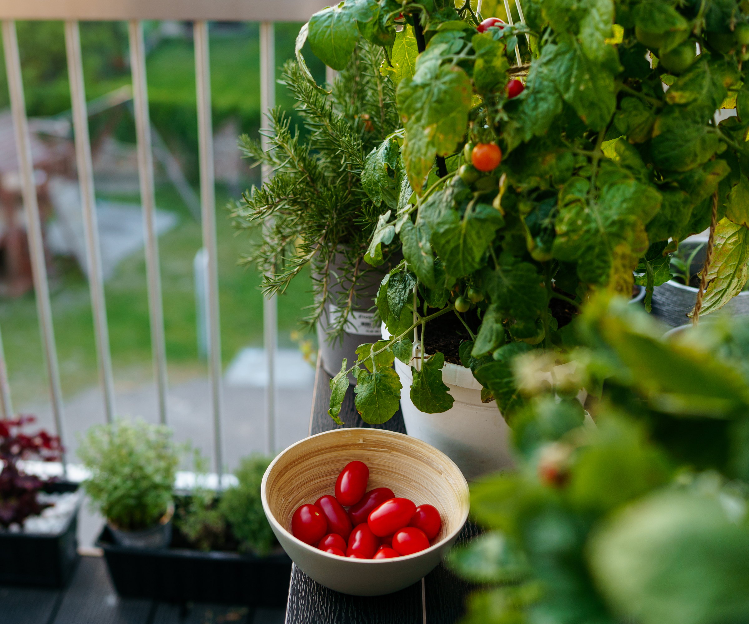 A bowl of red cherry tomatoes picked from tomato plants growing on a balcony