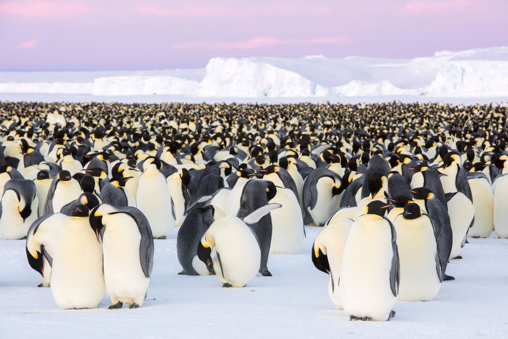 In Photos: The Emperor Penguin's Beautiful and Extreme Breeding Season ...