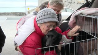 Ukrainian dog Tasha being reunited with owner Violetta