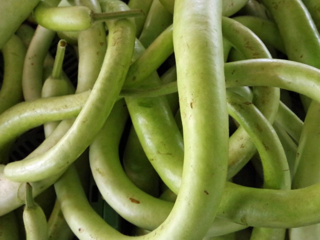 Stringy Cucuzza Italian Squash Plants