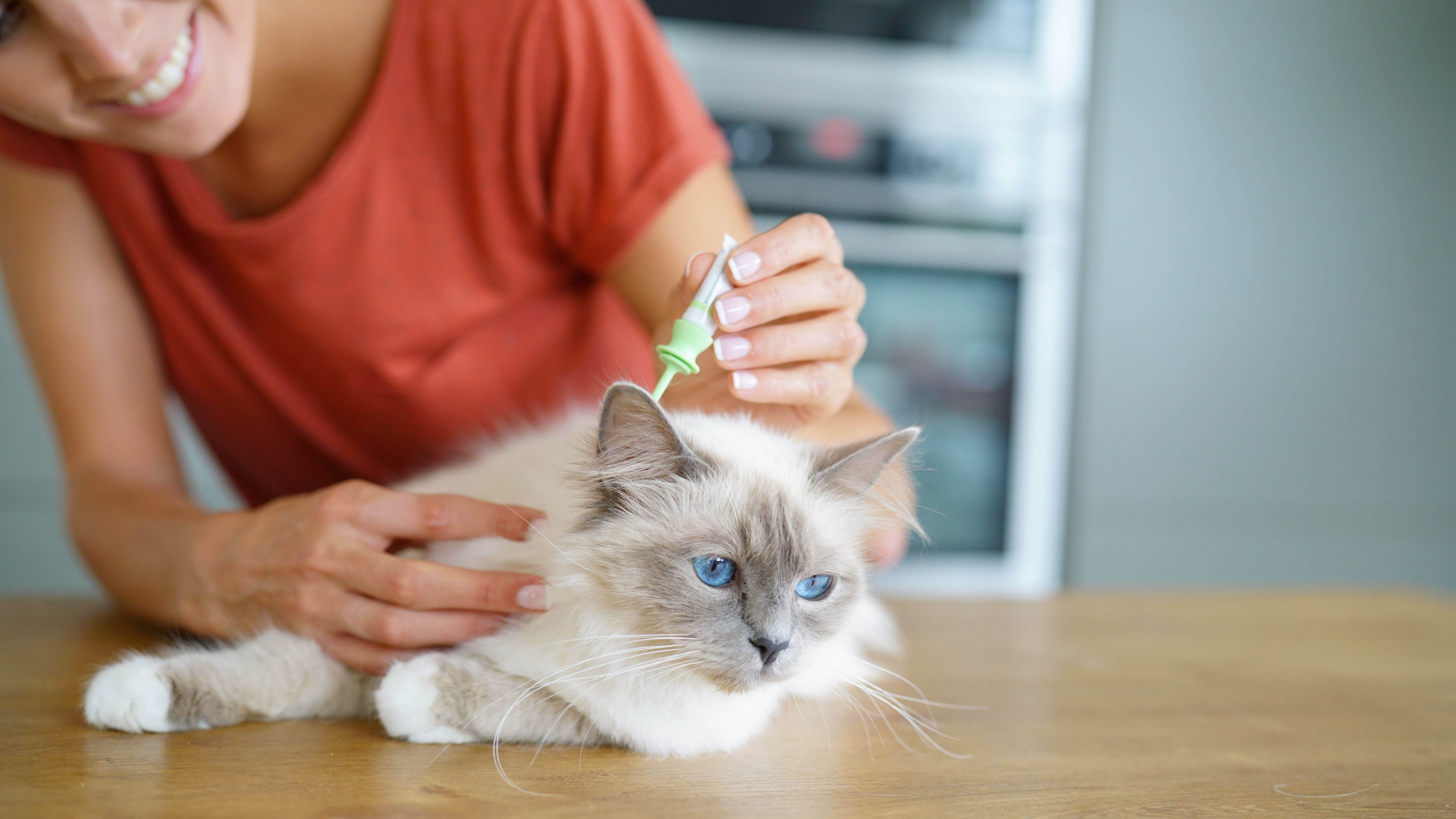 Pet your cat. Аллергия на ошейник от блох у кошек.