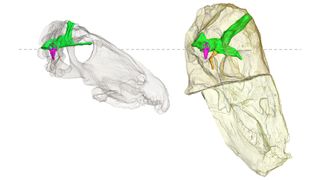 The transparent skulls of Anteosaurus (left) and Moschognathus (right) show the differences in brain cavities (green) and inner ear (purple).