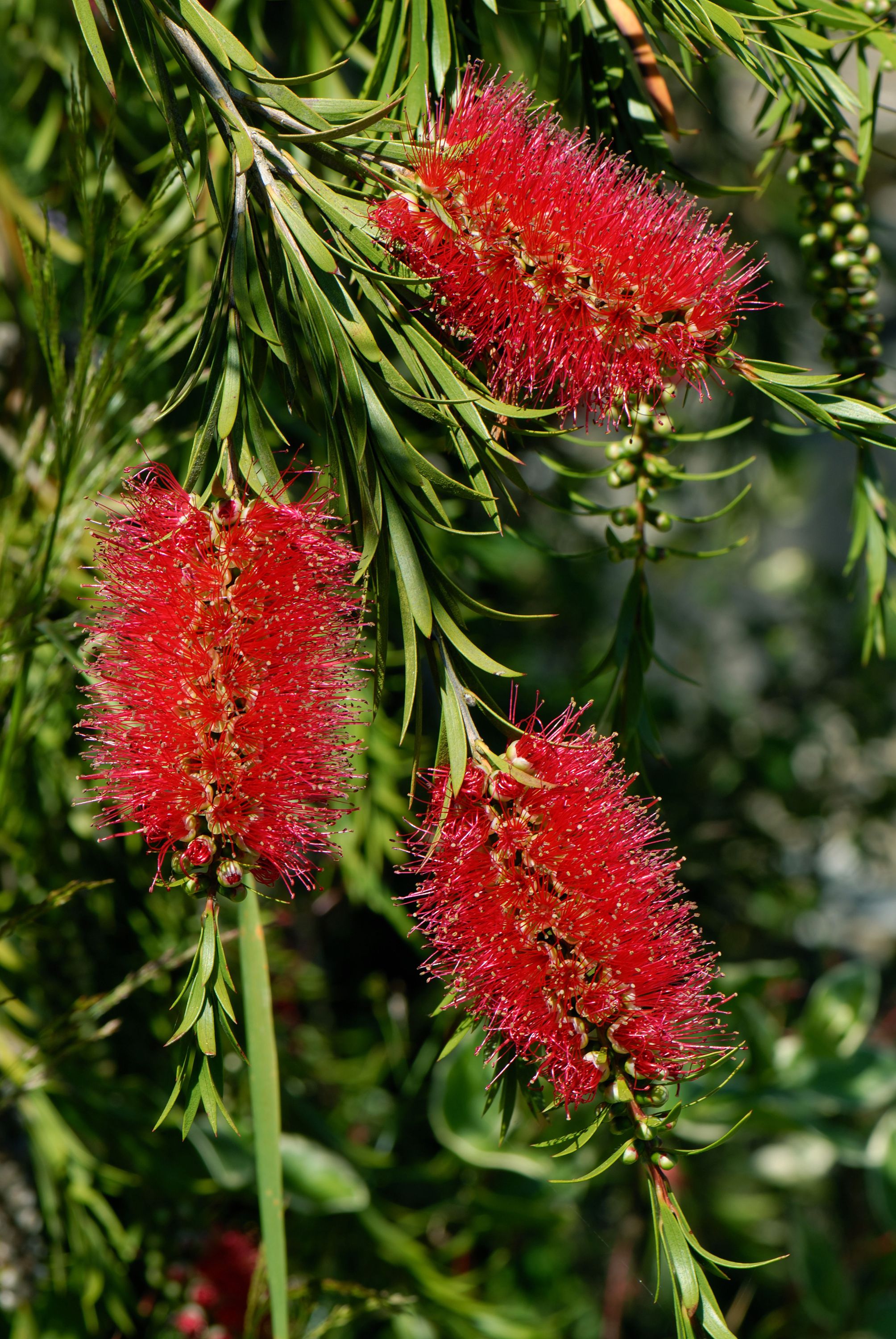 Bottlebrush