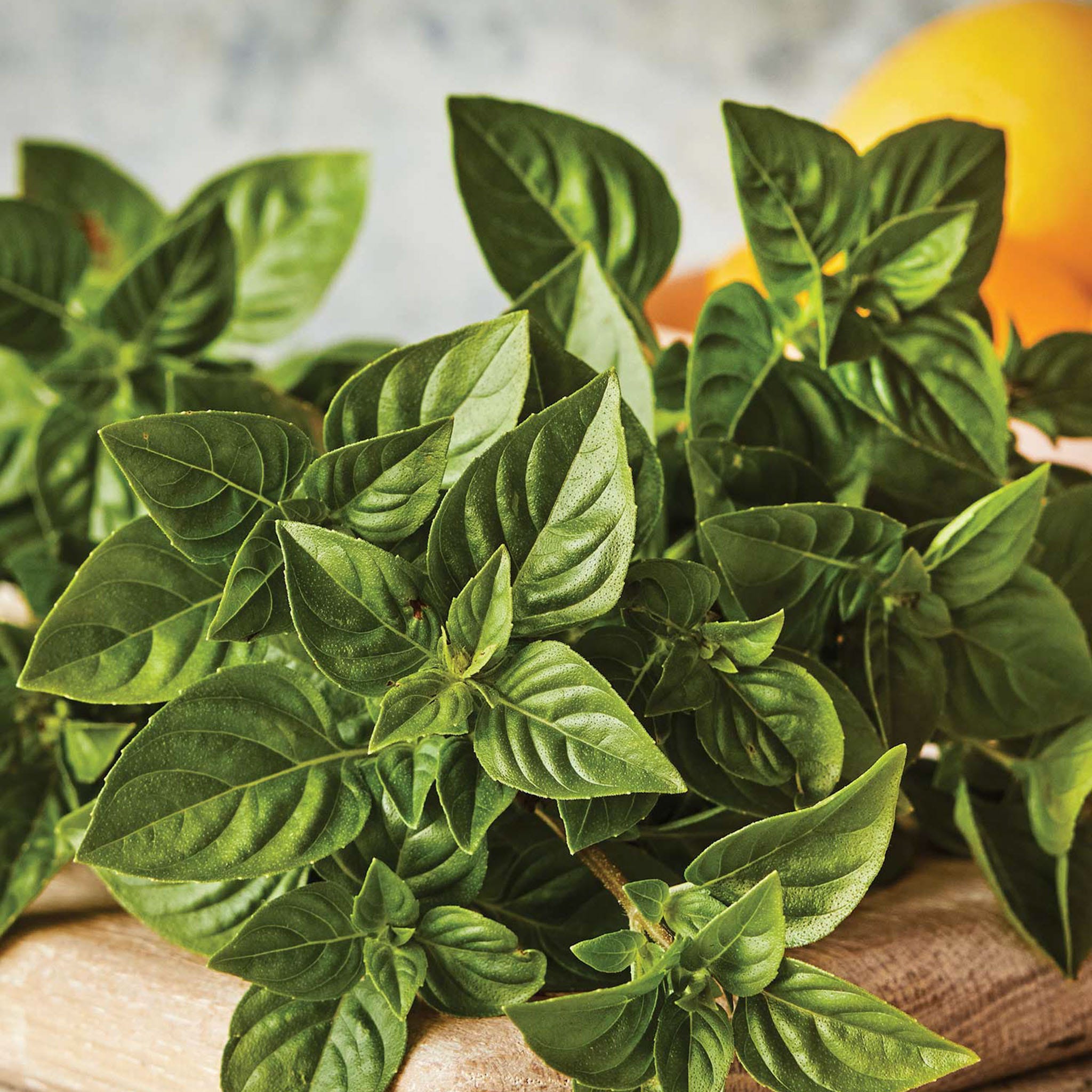 Limoncello Lemon Scented Basil Seeds &amp;amp; Plant