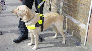 Working dogs - guide dogs for the blind