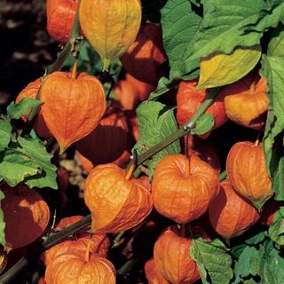 Chinese Lantern, Strawberry Ground Cherry