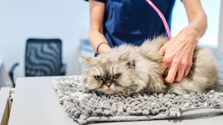 Cat sitting on a table at a vet while being checked with a stethoscope