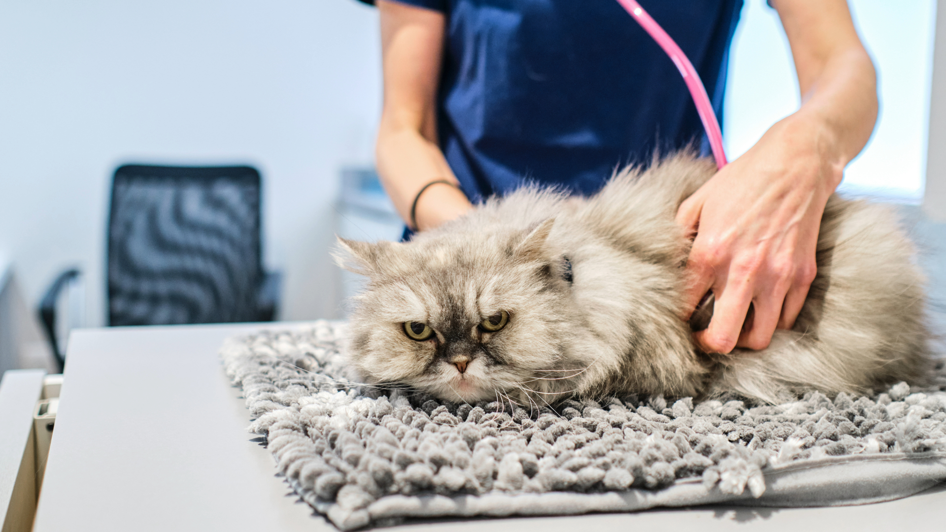 Cat sitting on a table while being checked with a stethoscope