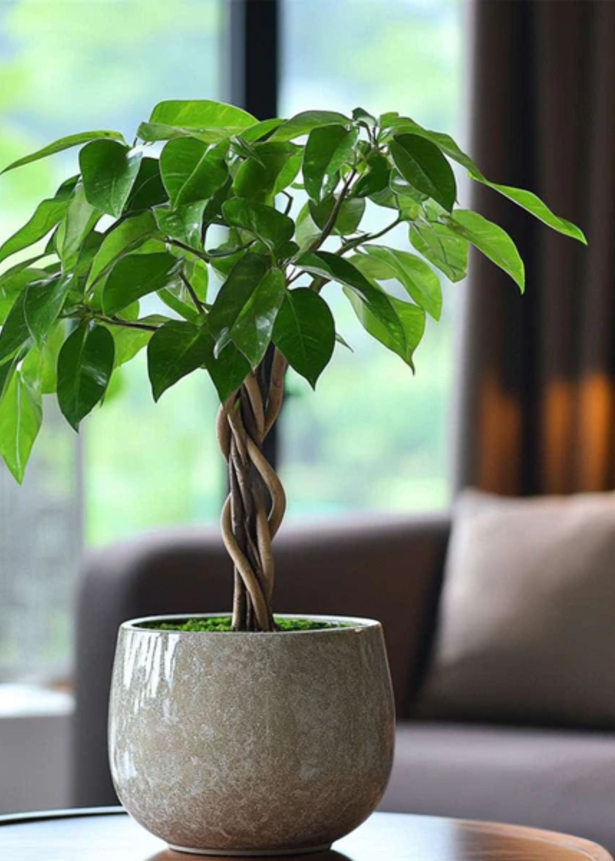 A money tree in a ceramic planter on a coffee table