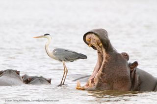 Comedy Wildlife Photo Awards 2022