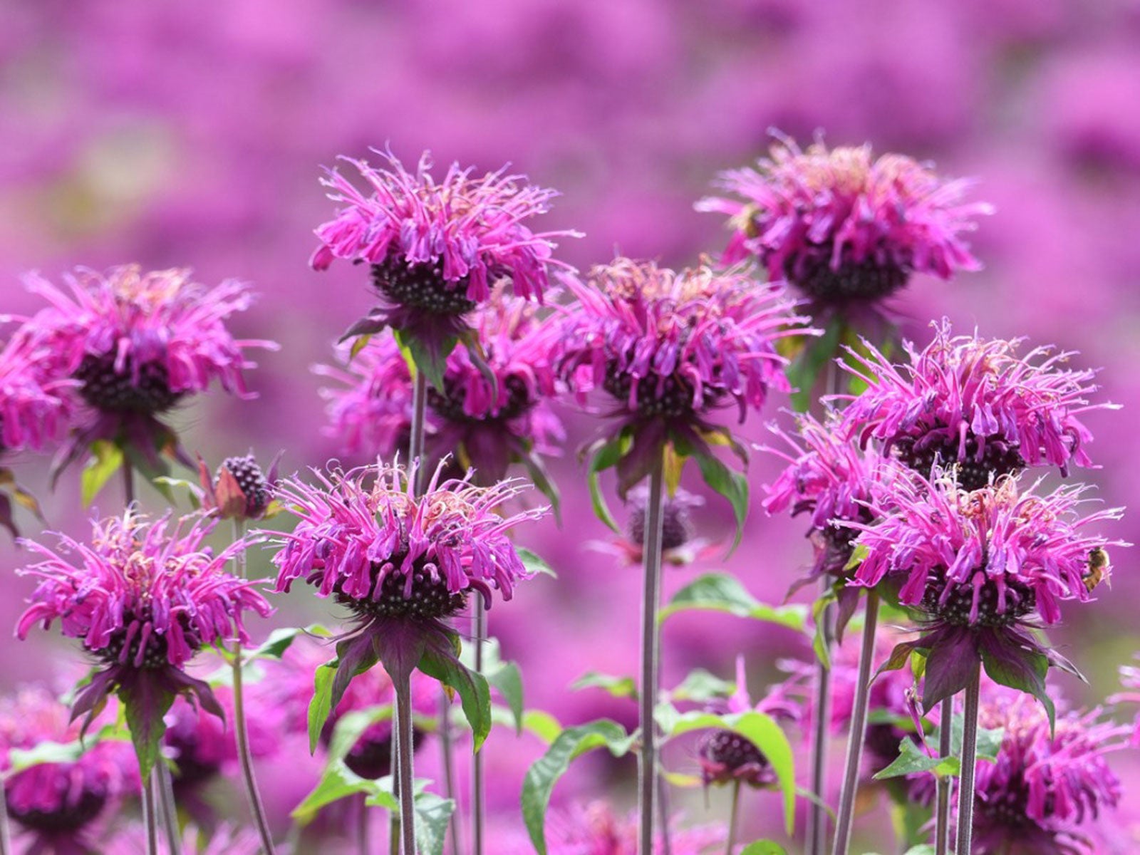 Bees Purple Flowers