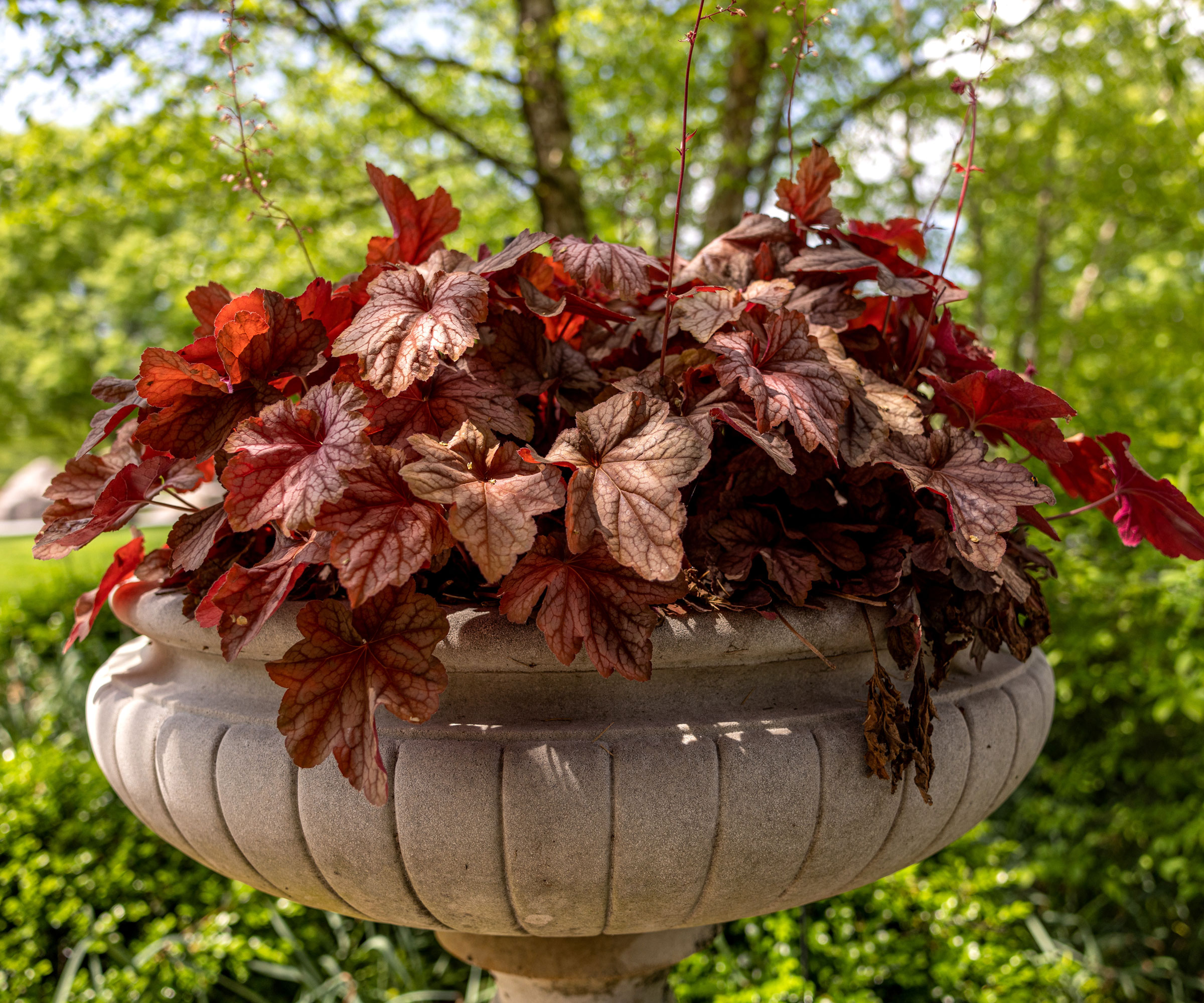 coral bells in large raised container on patio