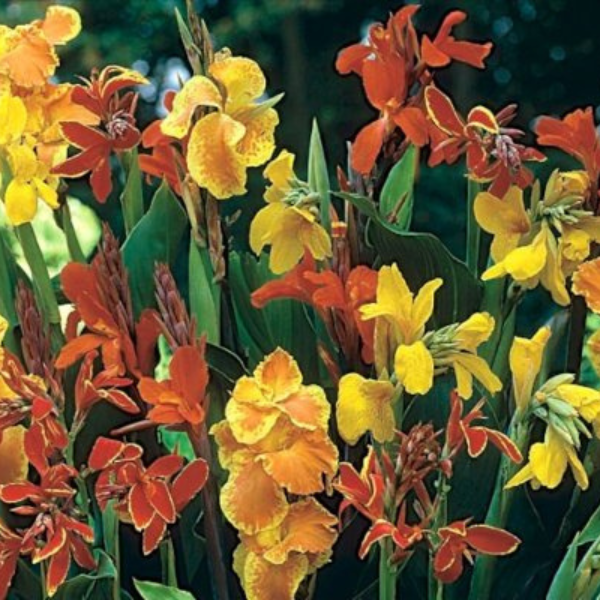 Plugplants.net, Canna Lily 'mixed' Special Selection Large Garden Plug Plants Pack X6