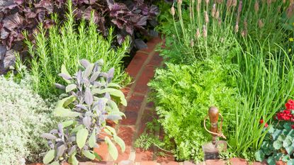 Herb garden ideas – herbs bordering narrow pathway