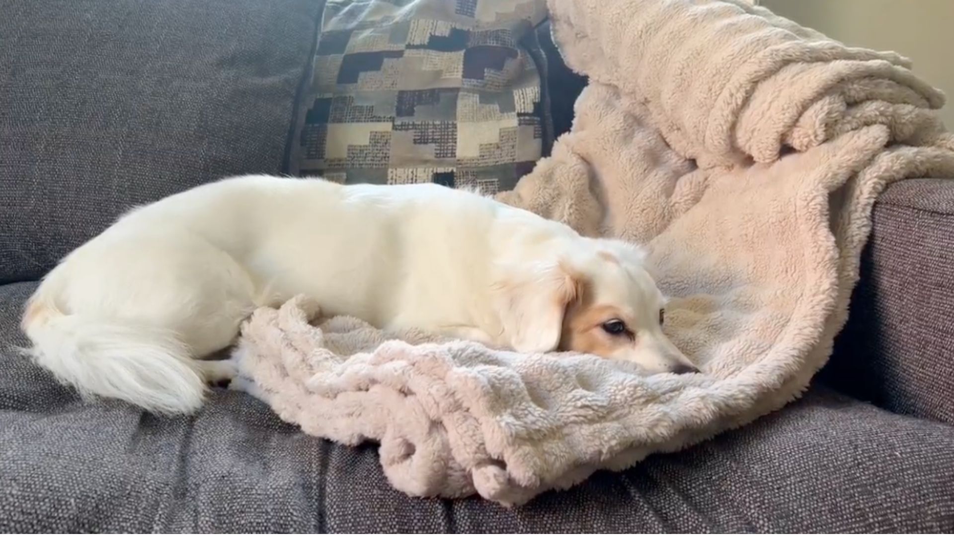 The Bedsure Bubble Blanket pictured on our tester's bed underneath her sleeping dog