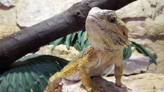 Just like other pets, reptiles can get bored and even depressed. Here’s our guide to the best enrichment for bearded dragons