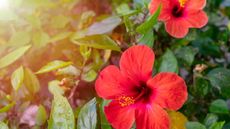 Red hibiscus flower in bloom with green foliage behind