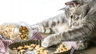 DIY cat treats: Three-ingredient salmon cat treats