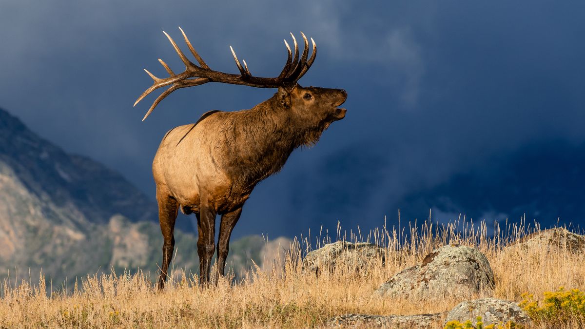 A bull elk bugling